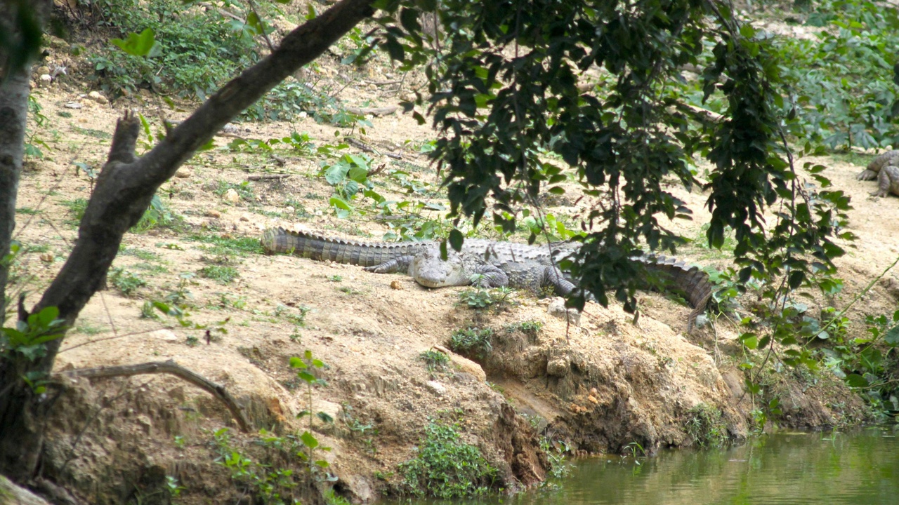 Lesser flamingos at Lake Natron with the Rift escarpment