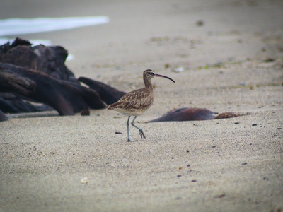 Whimbrel