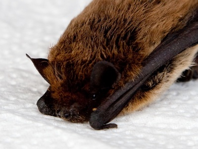 Whiskered bat