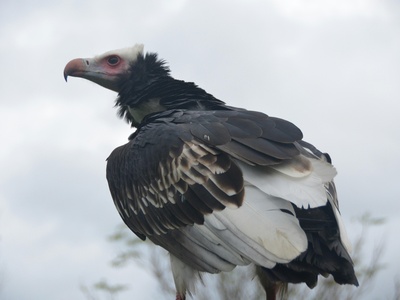 White-backed vulture