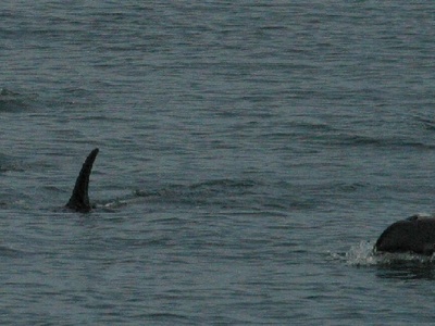 White-beaked Dolphin