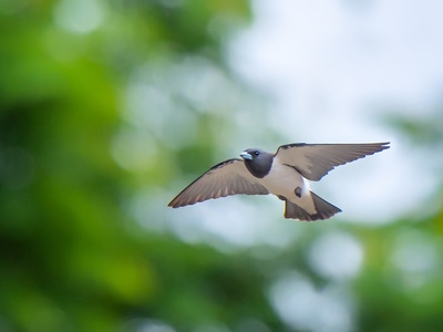 White-breasted woodswallow