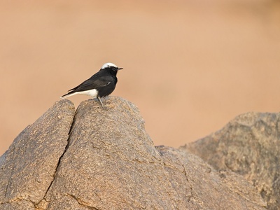 White-crowned Wheatear