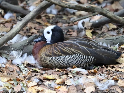 White-faced Whistling-Duck