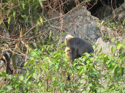White-headed Langur