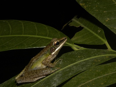 White-lipped Frog