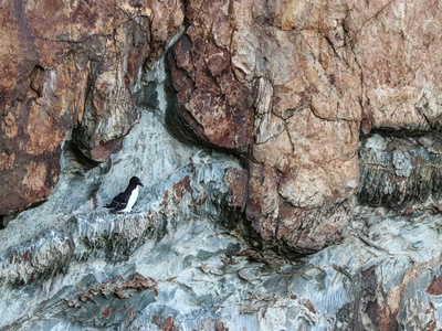 White-necked rockfowl