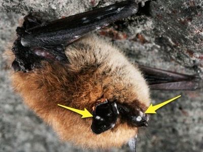 White-nose syndrome