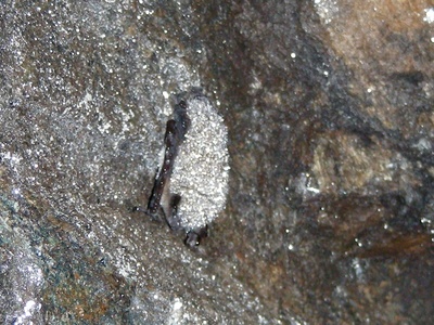 White-nose syndrome (bats)