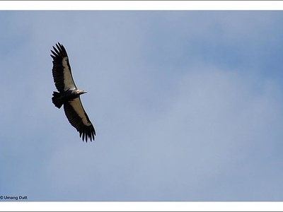 White-rumped vulture
