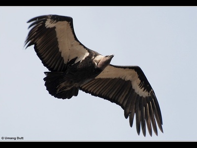 White-rumped Vulture