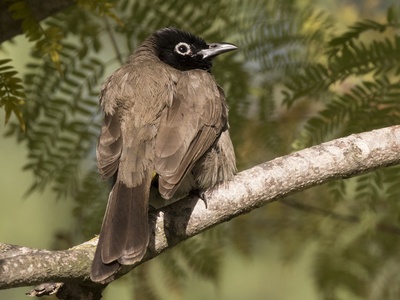 White-spectacled bulbul