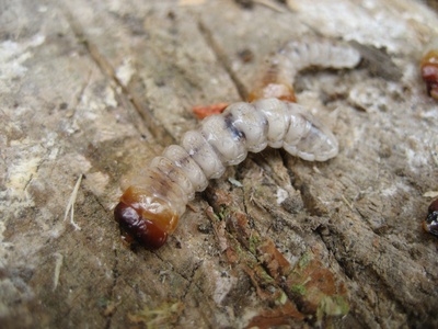 White-spotted Sawyer