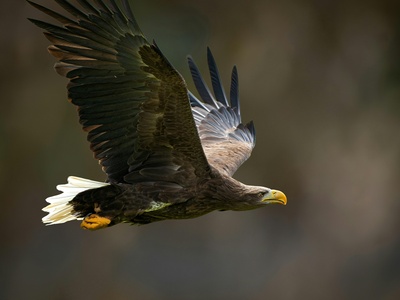 White-tailed Eagle