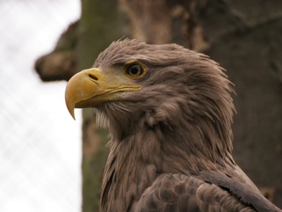 White-tailed eagle