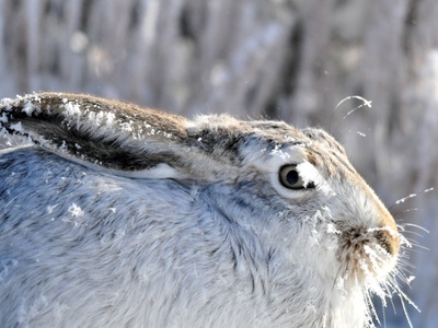 White-tailed jackrabbit
