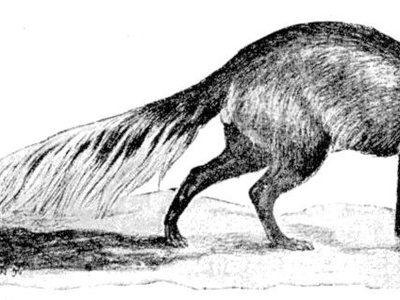 White-tailed Mongoose