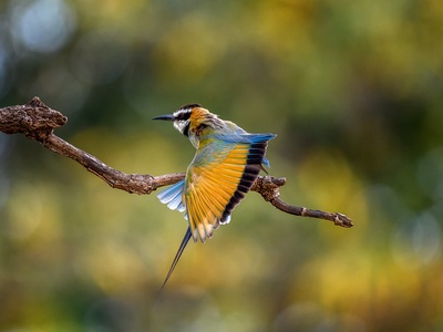 White-throated Bee-eater