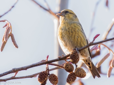 White-winged Crossbill