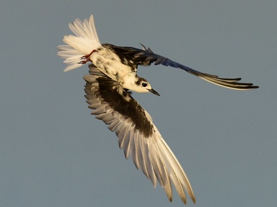 White-winged Tern