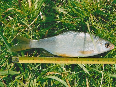 White bream