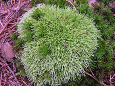 White Cushion Moss