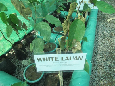 White Lauan