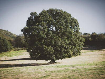 White oak