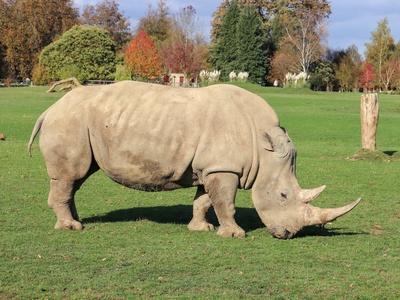 White rhinoceros