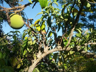 White sapote