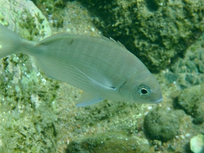White seabream