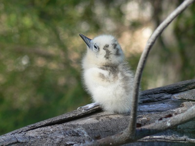White tern