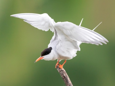 White tern