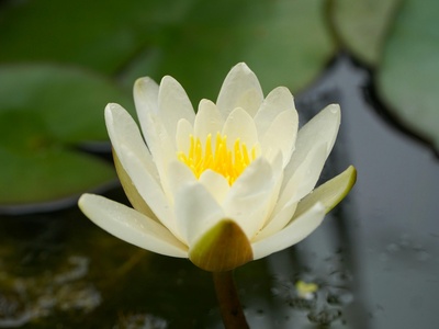 White water lily