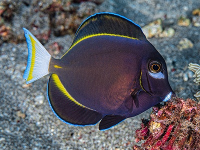 Whitecheek Surgeonfish