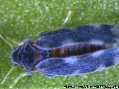 Whitefly