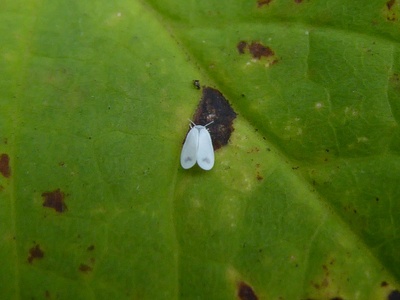 Whitefly (mosca blanca)