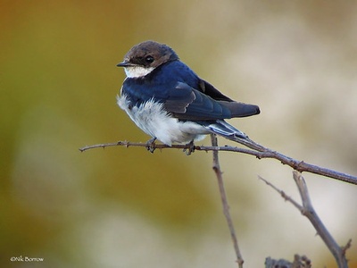 White‑tailed swallow