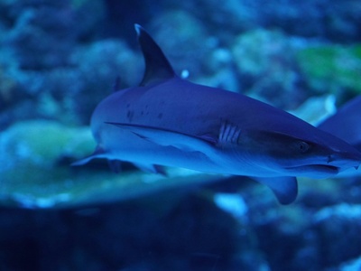 Whitetip Reef Shark
