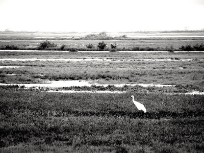 Whooping crane