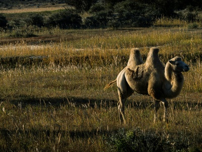 Wild Bactrian Camel