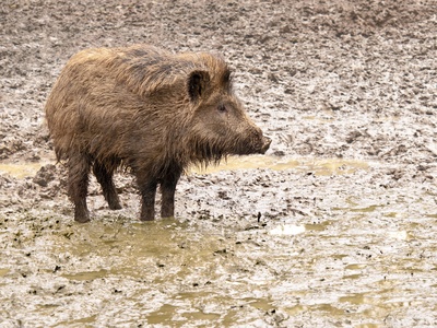 Wild Boar