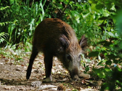Wild boar (prase divoké)