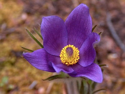 Wild crocus