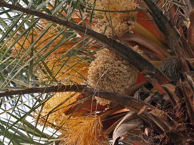 Wild Date Palm