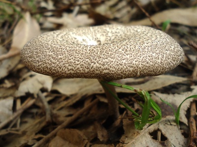 Wild Lentinus