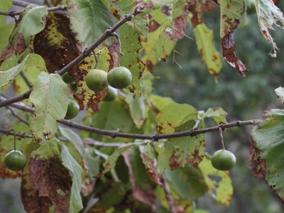 Wild medlar