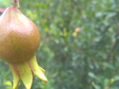 Wild pomegranate