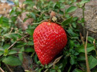 Wild strawberry (maduixa salvatge)
