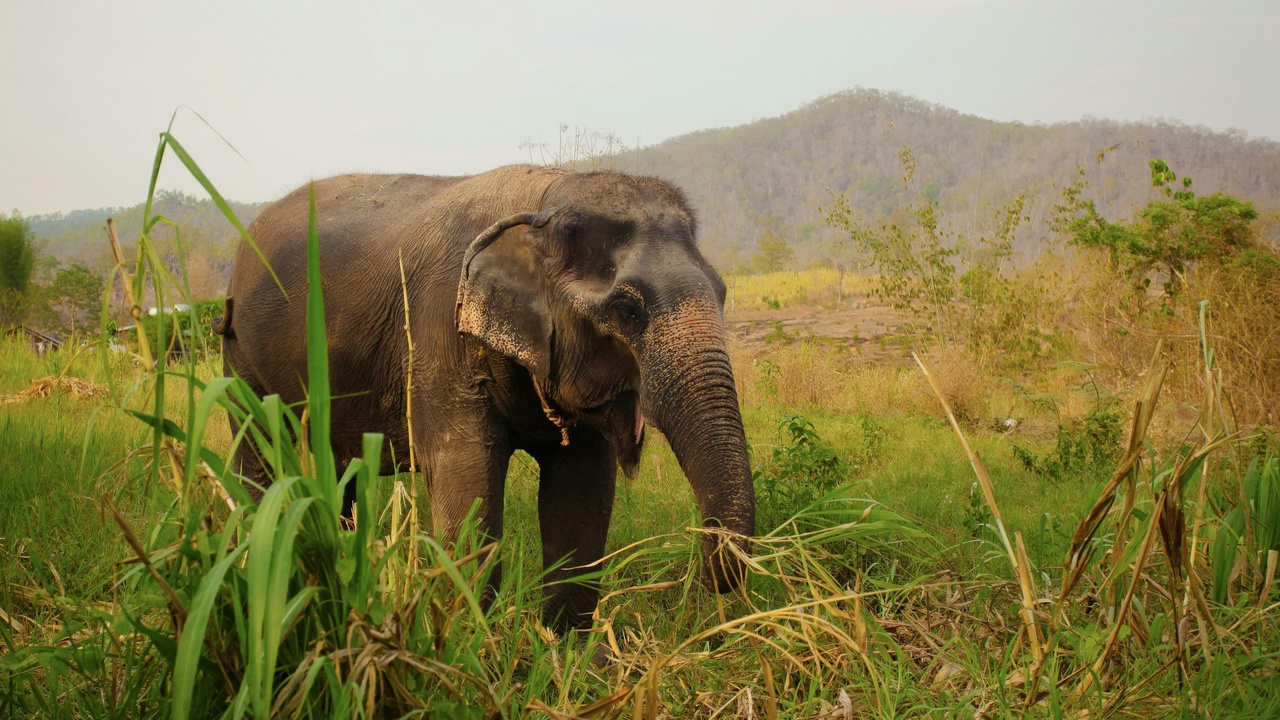 White-handed gibbon in a Thai evergreen forest